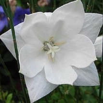 40+ Blanc Platycodon Double Ballon Semences Florales/Pérenne - $15.05