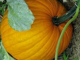 Pumpkin Seed, Connecticut Field, Heirloom, Organic, Non Gmo, 100 Seeds, Pumpkins - £6.33 GBP