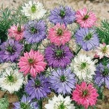 50+ Nigella Double Flowers Love In The Mist Flower Seeds Mix Reseeding Annual - £7.75 GBP