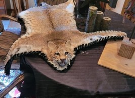 BOBCAT TAXIDERMY , Collectible,Log Cabin Decor,Outdoors,Hunting Rug - $750.00