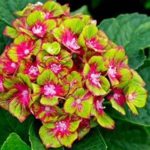 Pistachio Hydrangea Starter Plant Fresh Garden - $49.98