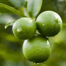 Thornless Mexican Key Lime - 12-15&quot; Live Potted Plant - Citrus aurantifolia - H0 - £100.34 GBP