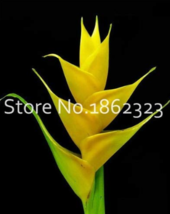 200  pcs Rare Color Succulent Heliconia Plants DIY Home Garden Potted or Yard Fl - £4.85 GBP