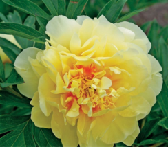 Heirloom Red Yellow Double Blooms Peony Tree Fragrant Flower Seeds, Professional - £8.59 GBP