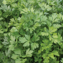 Berynita Store 2000 Italian Giant Parsley Seeds Non-Gmo Heirloom - $11.58