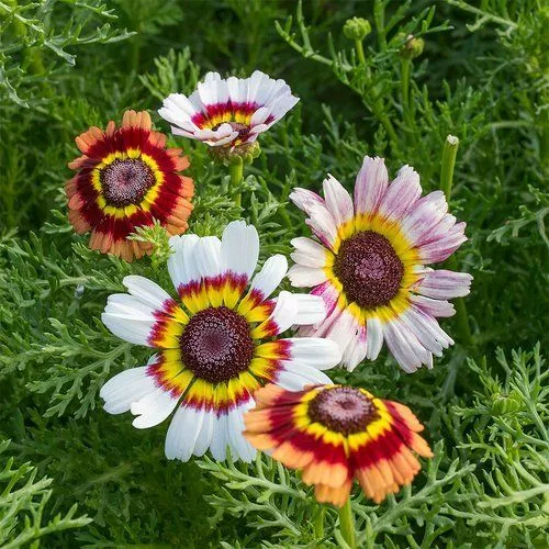 US Seller Flower Painted Daisy Tricolor Seeds Easy To Grow High Germination - $1.19