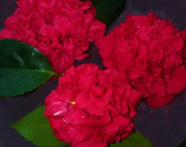 Professor Sargent Camellia Japonica Live Starter Plant Full Ruby Red Blo... - $45.98