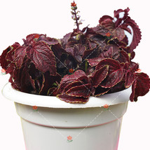 100 pcs Coleus Blumei Seeds Red Velvet Color FROM GARDEN - £5.18 GBP