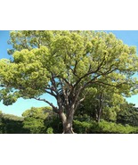 25 Camphor tree Seeds, Cinnamomum camphora Seeds, Camphor wood Tree  - $6.00