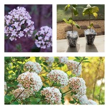 12-18" Tall Live Plants 4" Pots 2 Eastern Redbud Trees Cercis canadensis - £70.69 GBP