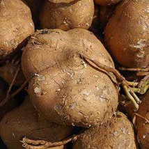 New Fresh Seeds 50 Jicama Seeds Big Thai Variety Yam Bean Root Can Weigh 5 Pound - $8.70