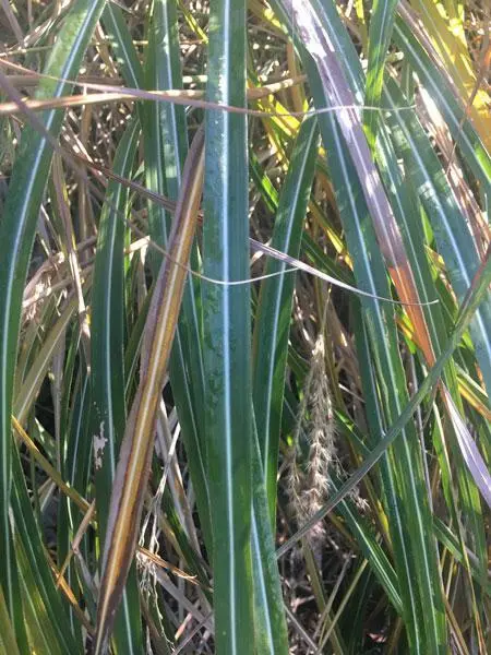 US Seller Miscanthus Sinensis Yakushima Dwarf Chinese Silver Grass 20 Seeds - £22.22 GBP