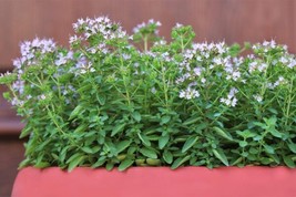 USA Sweet Marjoram Origanum Majorana Herb Flower 2000 Seeds - £8.59 GBP