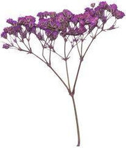 15 Red Creeping Babys Breath seeds-1014A - £3.11 GBP