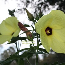 Tropical Seeds Sunset Hibiscus 10 Flower Seeds Abelmoschus Manihot Gardening Fre - £10.88 GBP