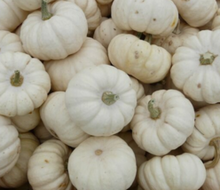 15 Pc Seeds Baby Boo Pumpkin Plant, Cucurbita Pepo Seeds for Planting | RK - £13.42 GBP