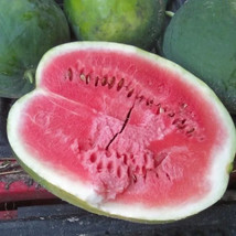 Black Diamond Watermelon Seeds Heirloom Watermelon 20 Seeds - $9.00