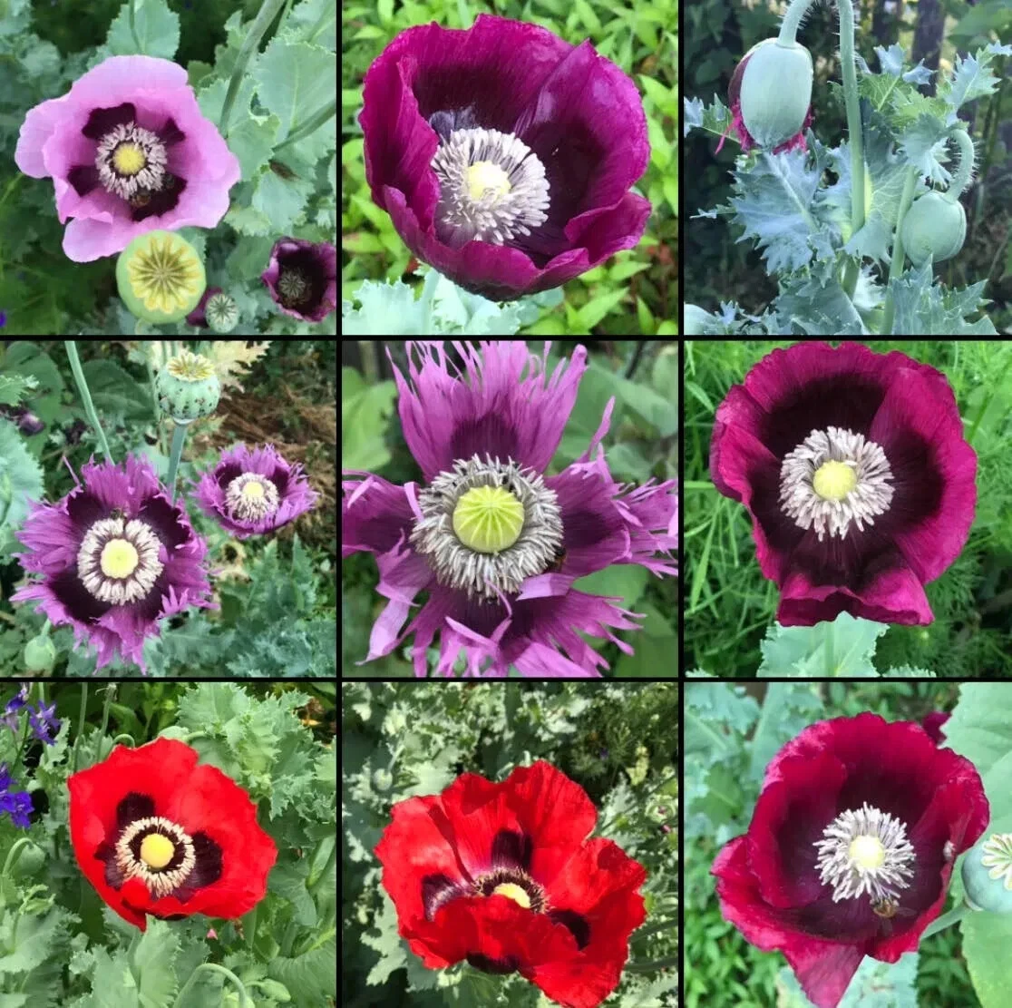 Poppy BREADSEED MIXED COLORS Huge Pods Baking Ornamental Non-GMO 1000 Se... - $5.22
