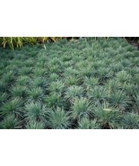 Blue Hair Grass (Koeleria Glauca) 25 Seeds - $7.98