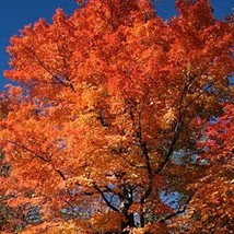 Fresh New 20 Tartarian Flame Maple Tree Red Acer Tartaricum Seeds USA Se... - £11.19 GBP