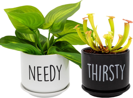 Esterno Needy and Thirsty Planter Pots (Set of 2); Ceramic Funny Indoor ... - £18.83 GBP