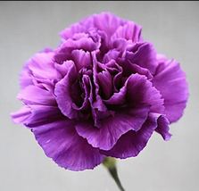Flower Carnation violet 1st Class - AF Seeds - £5.96 GBP