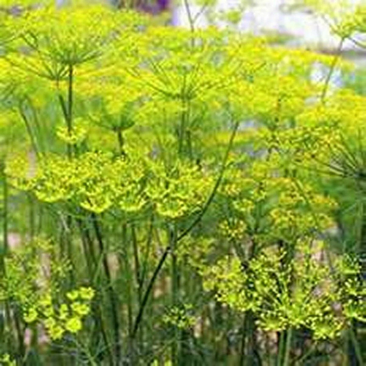300 FENNEL SEEDS FRESH HARVEST FOR GARDENS - $2.89
