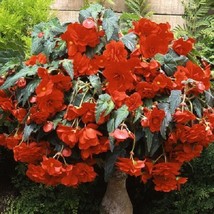 Begonia Seeds Begonia Sun Dancer Scarlet Orange 15   - £16.10 GBP