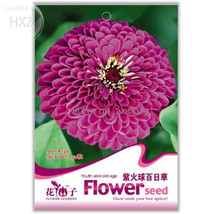 Purple Fireball Zinnia Flower Seeds 50 Seeds Rapid Growth Pot Seeds A126... - $89.47 MXN