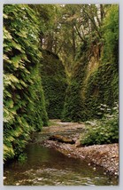 Fern Canyon Prairie Creek Redwoods State Park CA Sequoia Vintage Postcard - £11.27 GBP