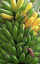 Live Plants Musa 4-8&quot; Banana Tree ORGANIC Dwarf Cavendish - £25.16 GBP