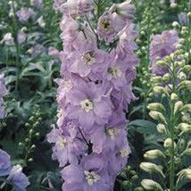 Larkspur, Giant Imperial 500 Seeds Organic Newly Harvested, A Great Cut Flower - $8.99