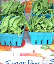 100 Pea, Oregon Sugar Pod, Snow Vegetable Seeds - $18.85