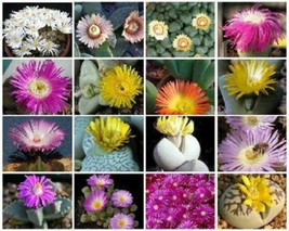 Mesembs VARIETY MIX exotic rare succulent cactus ice living stone seed 100 SEEDS - £12.73 GBP