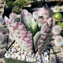Cacti Kalanchoe humilis desert surprise cactus Succulent real live plant - £29.56 GBP