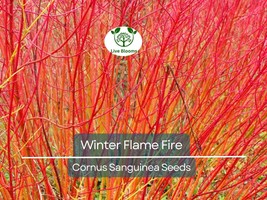 40 Winter Flame Fire Bush Seeds | Bloodtwig Red Dogwood (Cornus Sanguine... - $17.45 CAD