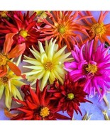 Dahlia Cactus Mix 50 Seeds Free Shipping - $76.02 MXN