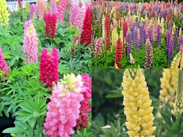 100 Seeds LUPINE RUSSELL MIX Native Wildflower Pollinators Cut Flowers Perennial - £13.15 GBP