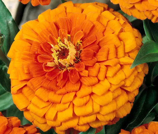 4 Orange Desert Rose Adenium Obesum Flower - $11.09