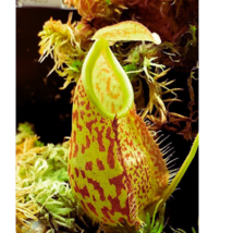 Nepenthes Pectinata Pitcher Plant 10 Seeds - $8.15