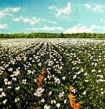 Maine Potato Field In Bloom Postcard Agriculture Farming Flowers c1930s ... - $19.99