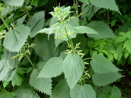 Stinging Nettle Urtica Dioica 100 Seeds New Fresh Seeds - $6.50