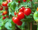 Gardener&#39;S Delight Cherry Tomato Seeds Non-Gmo 50 Seeds Heirloom Fast Sh... - $8.99