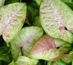 Pink Syngonium Confetti, Arrowhead Starter Live Plant - £15.72 GBP