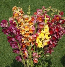 600 Snapdragon Giant Tetra Mix Flower Seeds - $18.85