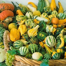 60 Small Ornamental Gourd Mix Seeds Heirloom Fresh From US - £9.76 GBP