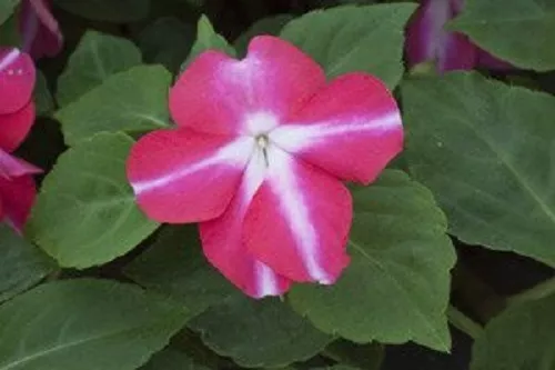 Impatiens Seeds 25 Trailing Tumbler Rose Star Trailing Impatiens Fresh G... - $12.50