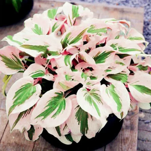 150Pcs Hosta Flower Seeds Perennials white - $7.95