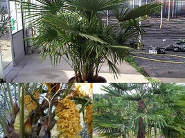 Variety Size Seeds Windmill Palm Trachycarpus fortunei Tree Seeds - £11.21 GBP+