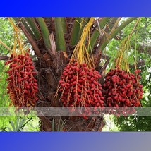 1 Pack 20 Seeds Date Palm Phoenix Dactylifera Tree Seed #Nf389 Gardening USA SEL - $8.18